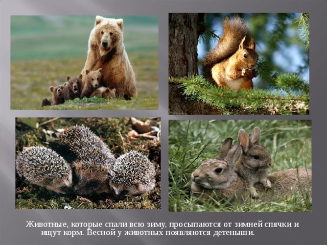 Животные, которые спали всю зиму, просыпаются от зимней спячки и ищут корм. Весной у животных появляются детеныши. 
