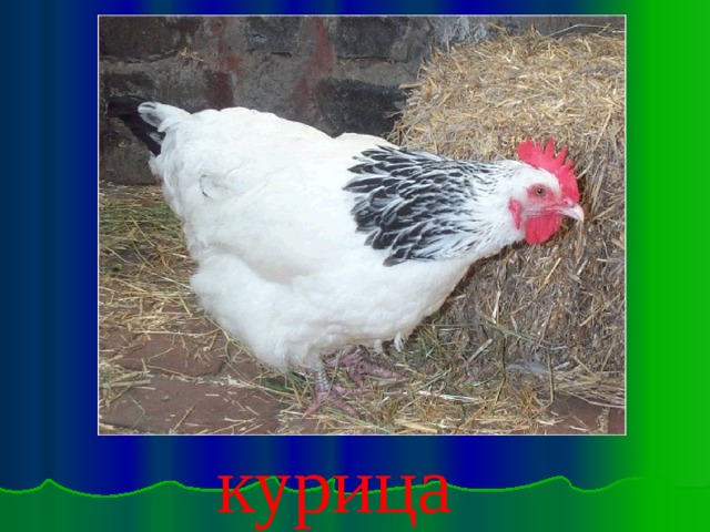 курица 