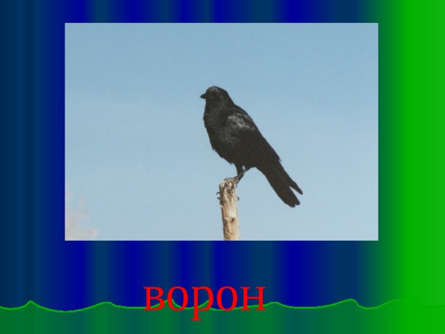 ворон 