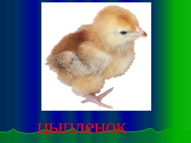 цыпленок 