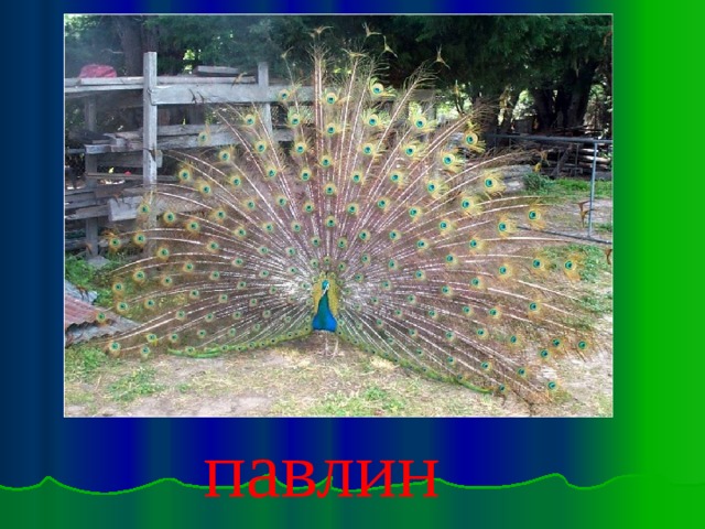 павлин 
