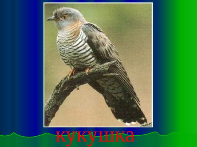 кукушка 