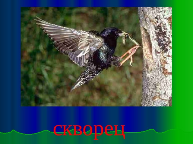 скворец 