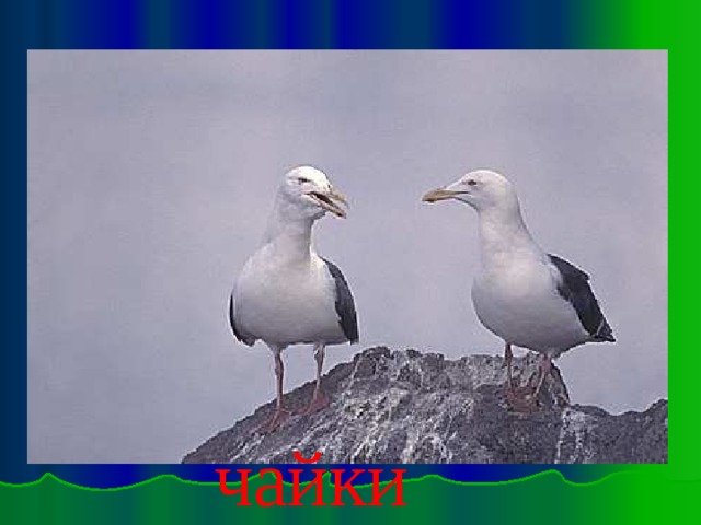 чайки Чайки 