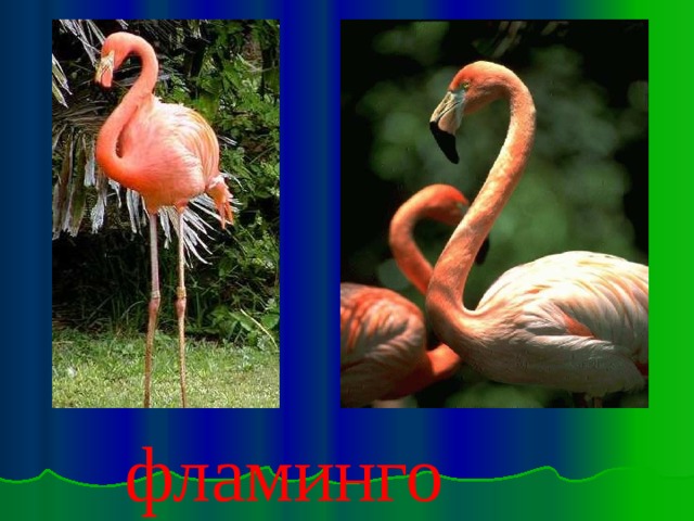 фламинго Фламинго 