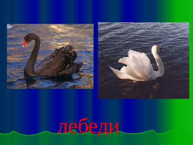  лебеди Лебеди 