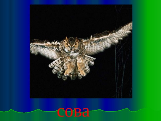 сова Сова 