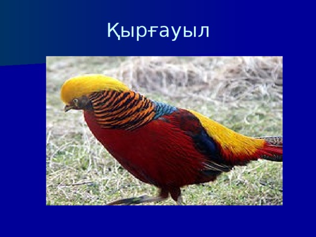 Қырғауыл 