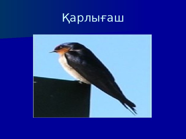 Қарлығаш 