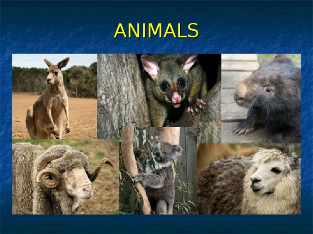 ANIMALS 