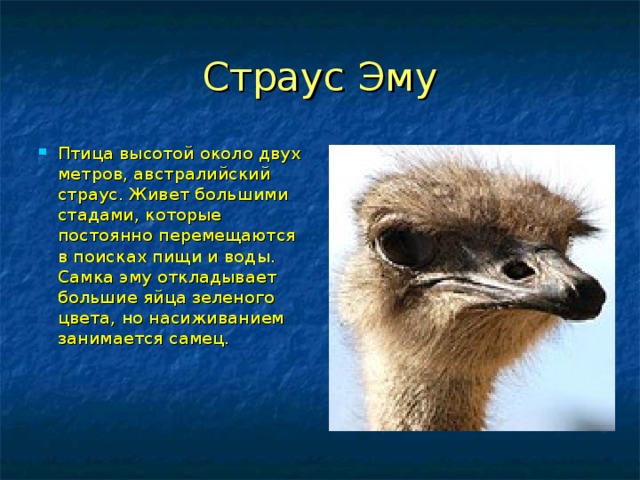 Страус Эму Птица высотой около двух метров, австралийский страус. Живет большими стадами, которые постоянно перемещаются в поисках пищи и воды. Самка эму откладывает большие яйца зеленого цвета, но насиживанием занимается самец.     