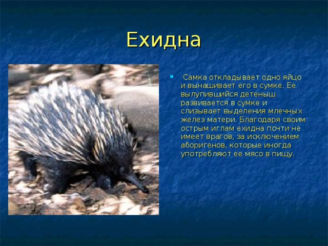 Ехидна  Самка откладывает одно яйцо и вынашивает его в сумке. Ее вылупившийся детеныш развивается в сумке и слизывает выделения млечных желез матери. Благодаря своим острым иглам ехидна почти не имеет врагов, за исключением аборигенов, которые иногда употребляют ее мясо в пищу.      