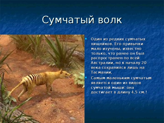 Сумчатый волк Один из редких сумчатых хищников. Его привычки мало изучены, известно только, что ранее он был распространен по всей Австралии, но к началу 20 века сохранился лишь на Тасмании, Самым маленьким сумчатым является один из видов сумчатой мыши: она достигает в длину 4,5 см.!      