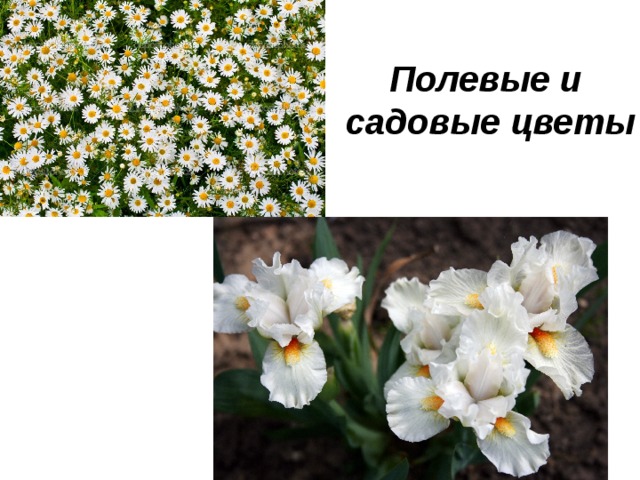 Полевые и  садовые цветы 