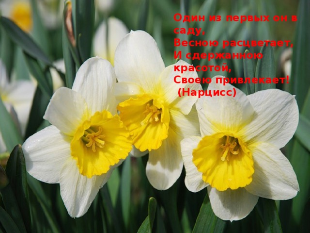  Один из первых он в саду, Весною расцветает, И сдержанною красотой, Своею привлекает!  (Нарцисс) 