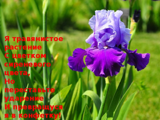 Я травянистое растение   С цветком сиреневого цвета,   Но переставьте ударение   И превращуся я в конфетку!  (Ирис) 