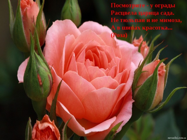 Посмотрите - у ограды  Расцвела царица сада.  Не тюльпан и не мимоза,  А в шипах красотка... (Роза) 