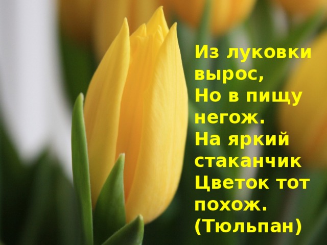Из луковки вырос,  Но в пищу негож.  На яркий стаканчик  Цветок тот похож. (Тюльпан) 