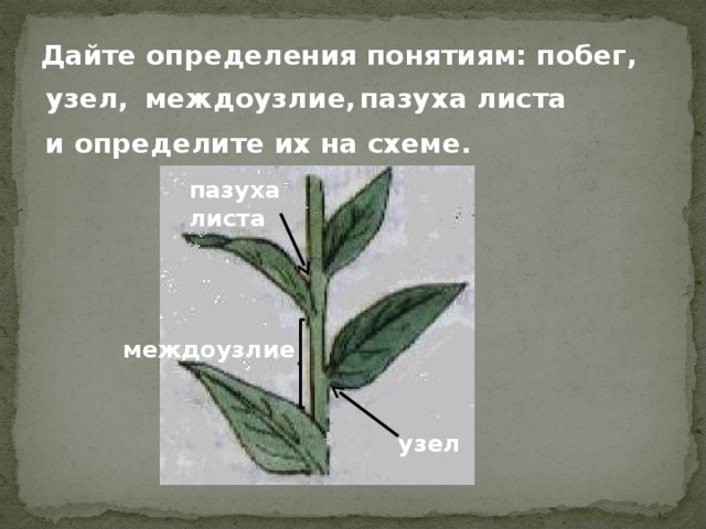 Дайте определения понятиям:  побег, узел, междоузлие, пазуха листа и определите их на схеме. пазуха листа междоузлие узел 