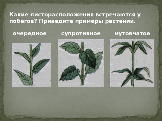 Какие листорасположения встречаются у побегов? Приведите примеры растений. очередное  супротивное мутовчатое 