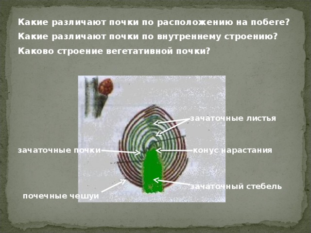 Какие различают почки по расположению на побеге? Какие различают почки по внутреннему строению? Каково строение вегетативной почки? зачаточные листья конус нарастания зачаточные почки зачаточный стебель почечные чешуи 