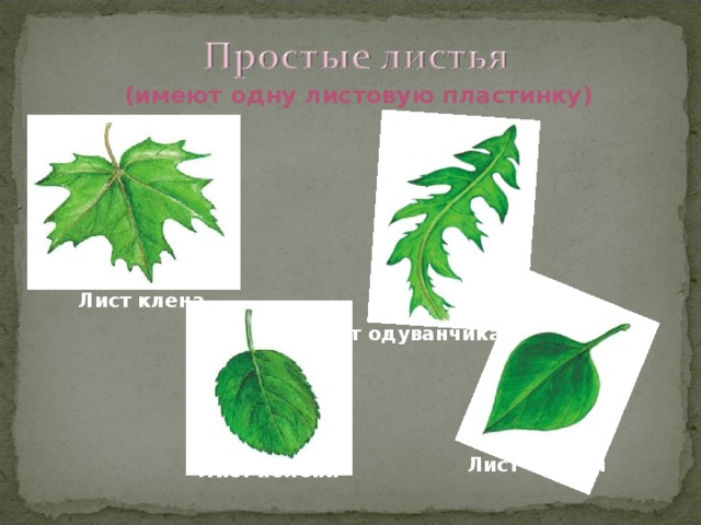 (имеют одну листовую пластинку) Лист клена Лист одуванчика Лист сирени Лист яблони 
