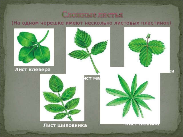 (На одном черешке имеют несколько листовых пластинок) Лист клевера Лист земляники Лист малины Лист люпина Лист шиповника 