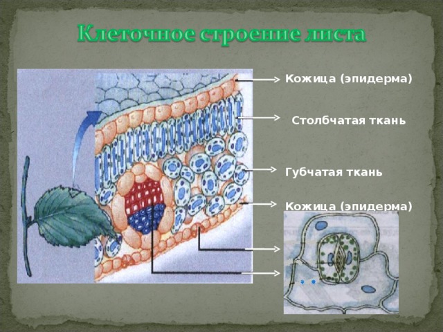 Кожица (эпидерма) Столбчатая ткань Губчатая ткань Кожица (эпидерма) Устьице Жилка 