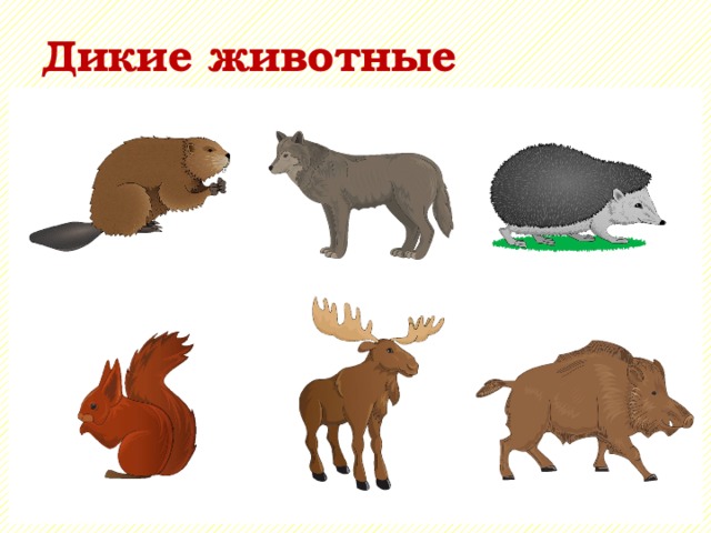 Дикие животные 