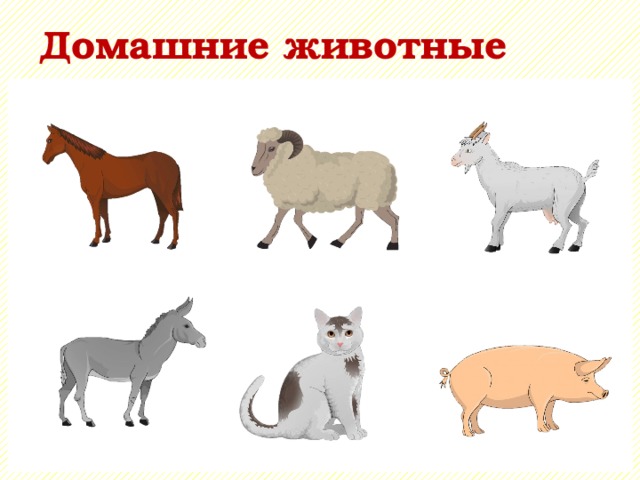 Домашние животные 