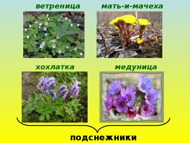 мать-и-мачеха ветреница хохлатка медуница подснежники 
