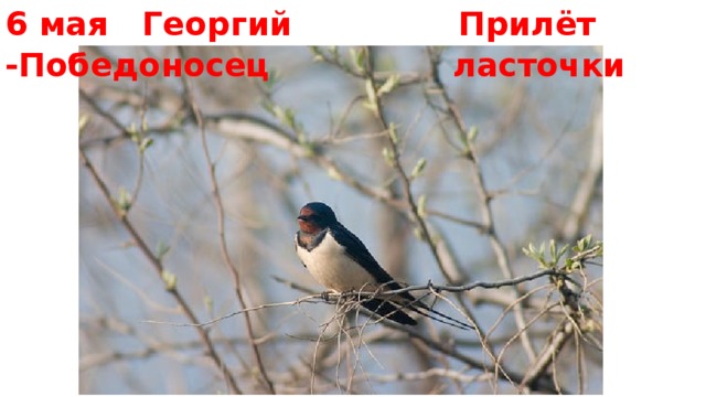  Прилёт ласточки 6 мая Георгий -Победоносец 