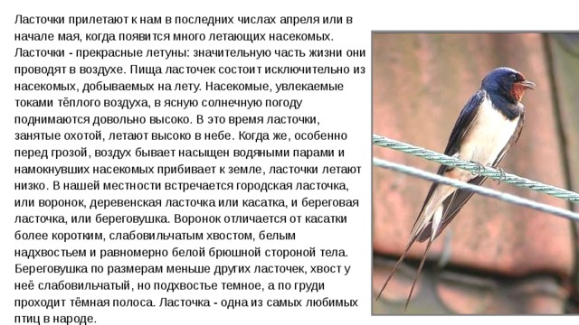 Ласточки прилетают к нам в последних числах апреля или в начале мая, когда появится много летающих насекомых. Ласточки - прекрасные летуны: значительную часть жизни они проводят в воздухе. Пища ласточек состоит исключительно из насекомых, добываемых на лету. Насекомые, увлекаемые токами тёплого воздуха, в ясную солнечную погоду поднимаются довольно высоко. В это время ласточки, занятые охотой, летают высоко в небе. Когда же, особенно перед грозой, воздух бывает насыщен водяными парами и намокнувших насекомых прибивает к земле, ласточки летают низко. В нашей местности встречается городская ласточка, или воронок, деревенская ласточка или касатка, и береговая ласточка, или береговушка. Воронок отличается от касатки более коротким, слабовильчатым хвостом, белым надхвостьем и равномерно белой брюшной стороной тела. Береговушка по размерам меньше других ласточек, хвост у неё слабовильчатый, но подхвостье темное, а по груди проходит тёмная полоса. Ласточка - одна из самых любимых птиц в народе. 