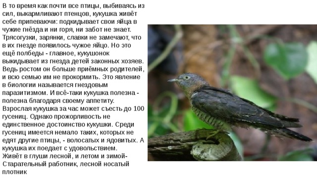 В то время как почти все птицы, выбиваясь из сил, выкармливают птенцов, кукушка живёт себе припеваючи: подкидывает свои яйца в чужие гнёзда и ни горя, ни забот не знает. Трясогузки, зарянки, славки не замечают, что в их гнезде появилось чужое яйцо. Но это ещё полбеды - главное, кукушонок выкидывает из гнезда детей законных хозяев. Ведь ростом он больше приёмных родителей, и всю семью им не прокормить. Это явление в биологии называется гнездовым паразитизмом. И всё-таки кукушка полезна - полезна благодаря своему аппетиту. Взрослая кукушка за час может съесть до 100 гусениц. Однако прожорливость не единственное достоинство кукушки. Среди гусениц имеется немало таких, которых не едят другие птицы, - волосатых и ядовитых. А кукушка их поедает с удовольствием. Живёт в глуши лесной, и летом и зимой-   Старательный работник, лесной носатый плотник 