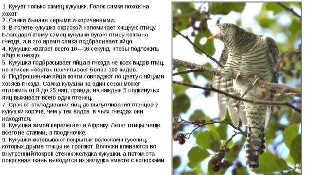 1. Кукует только самец кукушки. Голос самки похож на хохот.  2. Самки бывают серыми и коричневыми.  3. В полете кукушка окраской напоминает хищную птицу. Благодаря этому самец кукушки пугает птицу-хозяина гнезда, а в это время самка подбрасывает яйцо.  4. Кукушке хватает всего 10—16 секунд, чтобы подложить яйцо в гнездо.  5. Кукушка подбрасывает яйца в гнезда не всех видов птиц, но список «жертв» насчитывает более 100 видов.  6. Подброшенные яйца почти совпадают по цвету с яйцами хозяев гнезда. Самка кукушки за один сезон может отложить от 8 до 25 яиц, правда, на каждые 5 подкинутых яиц выживает всего один птенец.  7. Срок от откладывания яиц до вылупливания птенцов у кукушки короче, чем у тех видов, в чьих гнездах они находятся.  8. Кукушка зимой перелетает в Африку. Летят птицы чаще всего не стаями, а поодиночке.  9. Кукушки склевывают покрытых волосками гусениц, которых другие птицы не трогают. Волоски впиваются во внутренний покров стенок желудка кукушки, а потом эта покровная ткань выводится из желудка вместе с волосками. 