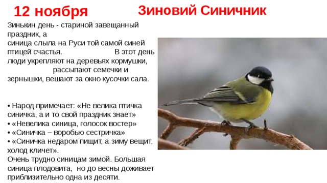12 ноября Зиновий Синичник Зинькин день - стариной завещанный праздник, а синица слыла на Руси той самой синей птицей счастья. В этот день люди укрепляют на деревьях кормушки, рассыпают семечки и зернышки, вешают за окно кусочки сала.   • Народ примечает: «Не велика птичка синичка, а и то свой праздник знает»  • «Невелика синица, голосок востер»  • «Синичка – воробью сестричка»  • «Синичка недаром пищит, а зиму вещит, холод кличет». Очень трудно синицам зимой. Большая синица плодовита, но до весны доживает приблизительно одна из десяти. Погибают птицы в основном из-за голода 