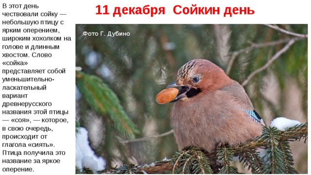 11 декабря Сойкин день   В этот день чествовали сойку — небольшую птицу с ярким оперением, широким хохолком на голове и длинным хвостом. Слово «сойка» представляет собой уменьшительно-ласкательный вариант древнерусского названия этой птицы — «соя», — которое, в свою очередь, происходит от глагола «сиять». Птица получила это название за яркое оперение.    Фото Г. Дубино 