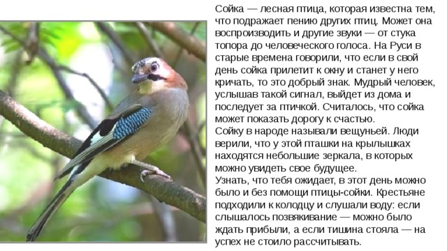 Сойка — лесная птица, которая известна тем, что подражает пению других птиц. Может она воспроизводить и другие звуки — от стука топора до человеческого голоса. На Руси в старые времена говорили, что если в свой день сойка прилетит к окну и станет у него кричать, то это добрый знак. Мудрый человек, услышав такой сигнал, выйдет из дома и последует за птичкой. Считалось, что сойка может показать дорогу к счастью.  Сойку в народе называли вещуньей. Люди верили, что у этой пташки на крылышках находятся небольшие зеркала, в которых можно увидеть свое будущее.  Узнать, что тебя ожидает, в этот день можно было и без помощи птицы-сойки. Крестьяне подходили к колодцу и слушали воду: если слышалось позвякивание — можно было ждать прибыли, а если тишина стояла — на успех не стоило рассчитывать.   
