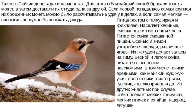 Также в Сойкин день гадали на монетах. Для этого в ближайший сугроб бросали горсть монет, а затем доставали их оттуда одна за другой. Если первой попадалась самая крупная из брошенных монет, можно было рассчитывать на удачу в делах, а если самая мелкая — напротив, не нужно было ждать дохода. Птица ростом с галку, яркая и крикливая. Населяет хвойные, смешанные и лиственные леса. Питается сойка смешанной пищей. Осенью и зимой употребляет желуди, различные ягоды. Из желудей делает запасы на зиму. Весной и летом сойка питается в основном насекомыми, в том числе такими вредными, как майский жук, жук-усач, долгоносики, листогрызы, гусеницы шелкопрядов и др. Из других животных при случае сойка поедает мелких грызунов, мелких птичек и их яйца, ящериц, лягушек 
