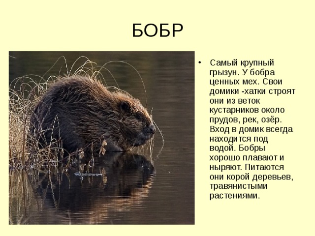БОБР Самый крупный грызун. У бобра ценных мех. Свои домики -хатки строят они из веток кустарников около прудов, рек, озёр. Вход в домик всегда находится под водой. Бобры хорошо плавают и ныряют. Питаются они корой деревьев, травянистыми растениями. 