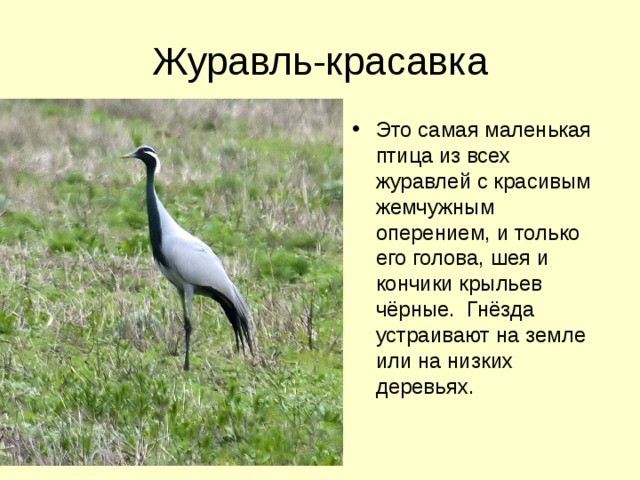 Журавль-красавка Это самая маленькая птица из всех журавлей с красивым жемчужным оперением, и только его голова, шея и кончики крыльев чёрные. Гнёзда устраивают на земле или на низких деревьях. 
