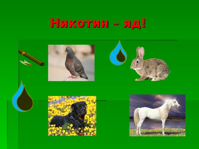 Никотин – яд! 