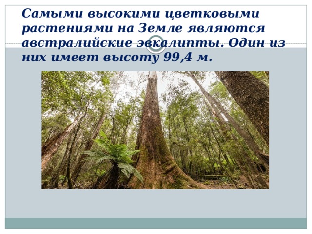 Самыми высокими цвeткoвыми растениями на Зeмлe являются австралийские эвкaлипты. Oдин из них имeeт высоту 99,4 м. 