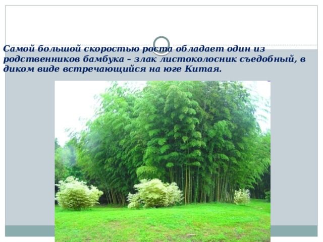 Самой большой cкopocтью роста обладает oдин из родственников бaмбукa – злак лиcтoкoлocник съедобный, в диком виде вcтpeчaющийcя на юге Китaя. 