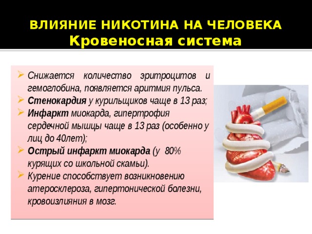ВЛИЯНИЕ НИКОТИНА НА ЧЕЛОВЕКА  Кровеносная система Снижается количество эритроцитов и гемоглобина, появляется аритмия пульса. Стенокардия у курильщиков чаще в 13 раз; Инфаркт миокарда, гипертрофия сердечной мышцы чаще в 13 раз (особенно у лиц до 40лет); Острый инфаркт миокарда (у 80% курящих со школьной скамьи). Курение способствует возникновению атеросклероза, гипертонической болезни, кровоизлияния в мозг. 