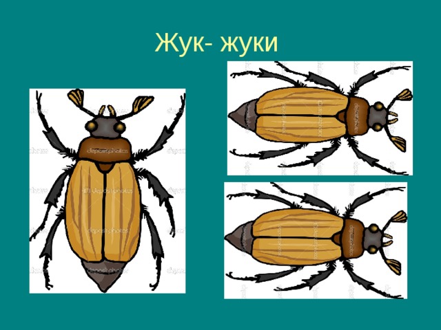 Жук- жуки 