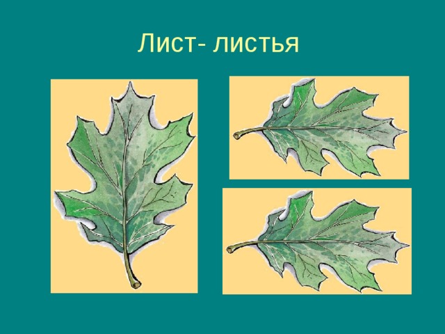 Лист- листья 