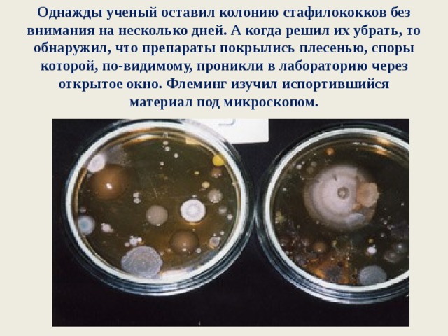 Однажды ученый оставил колонию стафилококков без внимания на несколько дней. А когда решил их убрать, то обнаружил, что препараты покрылись плесенью, споры которой, по-видимому, проникли в лабораторию через открытое окно. Флеминг изучил испортившийся материал под микроскопом. 