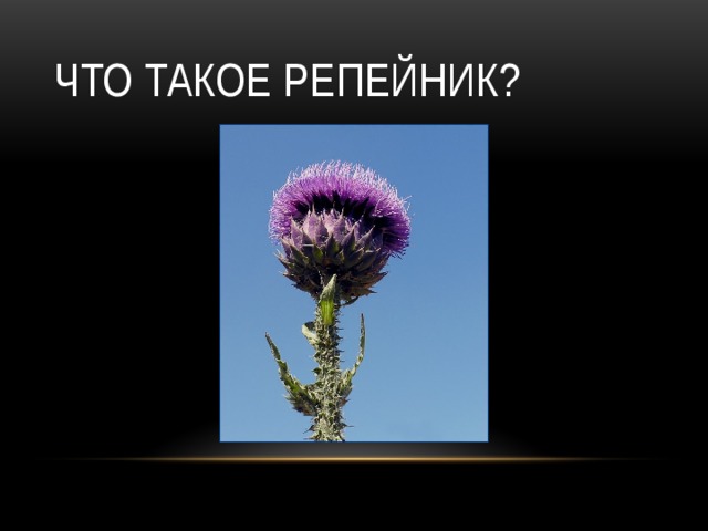 Что такое репейник? 