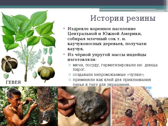 История резины Издревле коренное население Центральной и Южной Америки, собирая млечный сок т. н. каучуконосных деревьев, получали каучук. Из чёрной упругой массы индейцы изготовляли: мячи, посуду, герметизировали ею днища пирог, создавали непромокаемые «чулки»; применяли как клей для приклеивания перья к телу для украшения . мячи, посуду, герметизировали ею днища пирог, создавали непромокаемые «чулки»; применяли как клей для приклеивания перья к телу для украшения . ГЕВЕЯ 